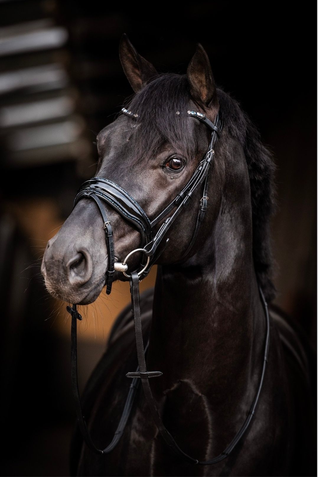 Zwart paard met hoofdstel, in een donkere stal.