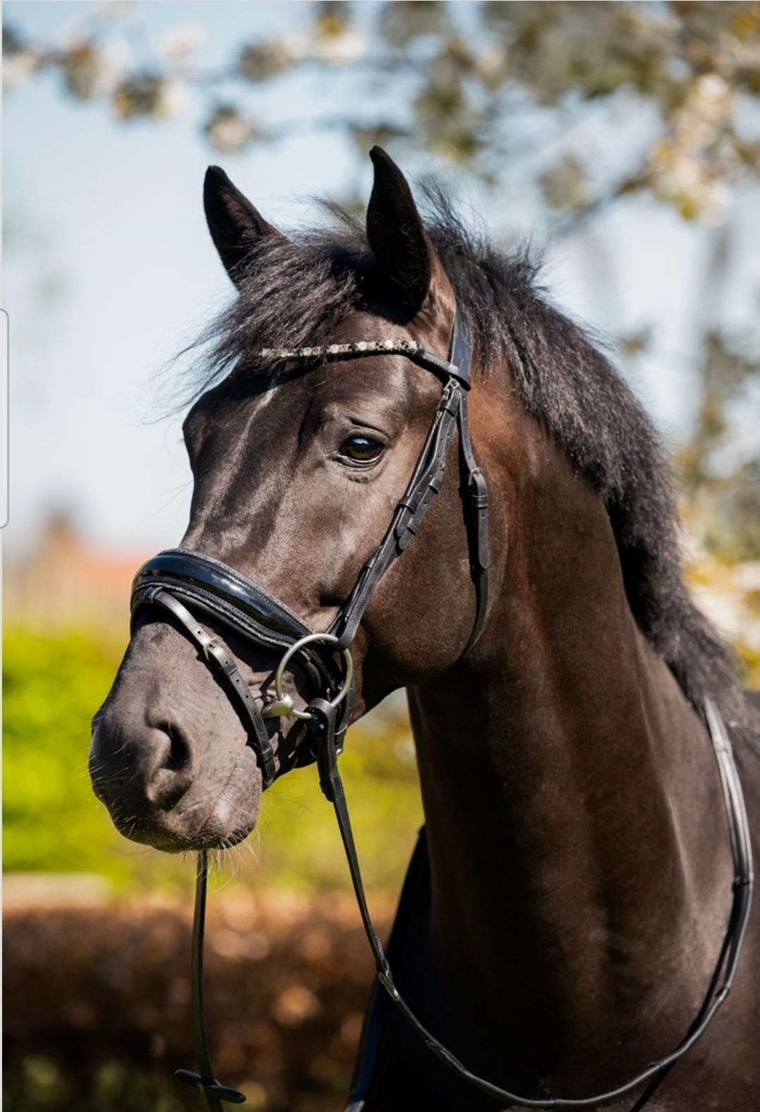 Zwart paard met hoofdstel, buiten met wazige bloeiende bomen op de achtergrond.