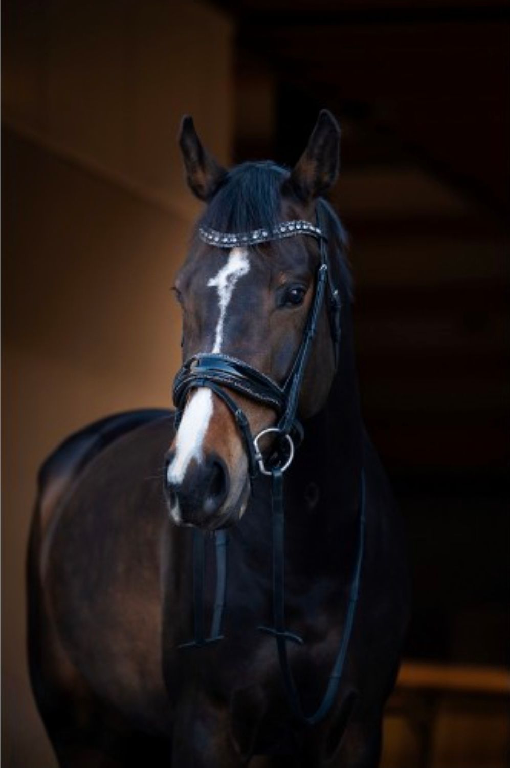 Close-up van een bruin paard met een zwart hoofdstel en zilverkleurige metalen details.