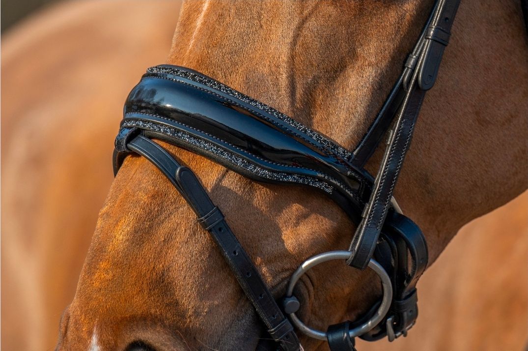 Close-up van een bruin paard met een zwart hoofdstel en zilverkleurige metalen details.