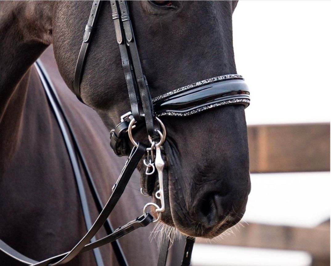Zwart paard met een hoofdstel met een zilverkleurige frontriem en bit.