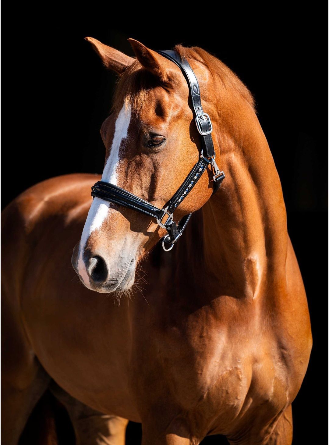 Luxe lederen halster rivet