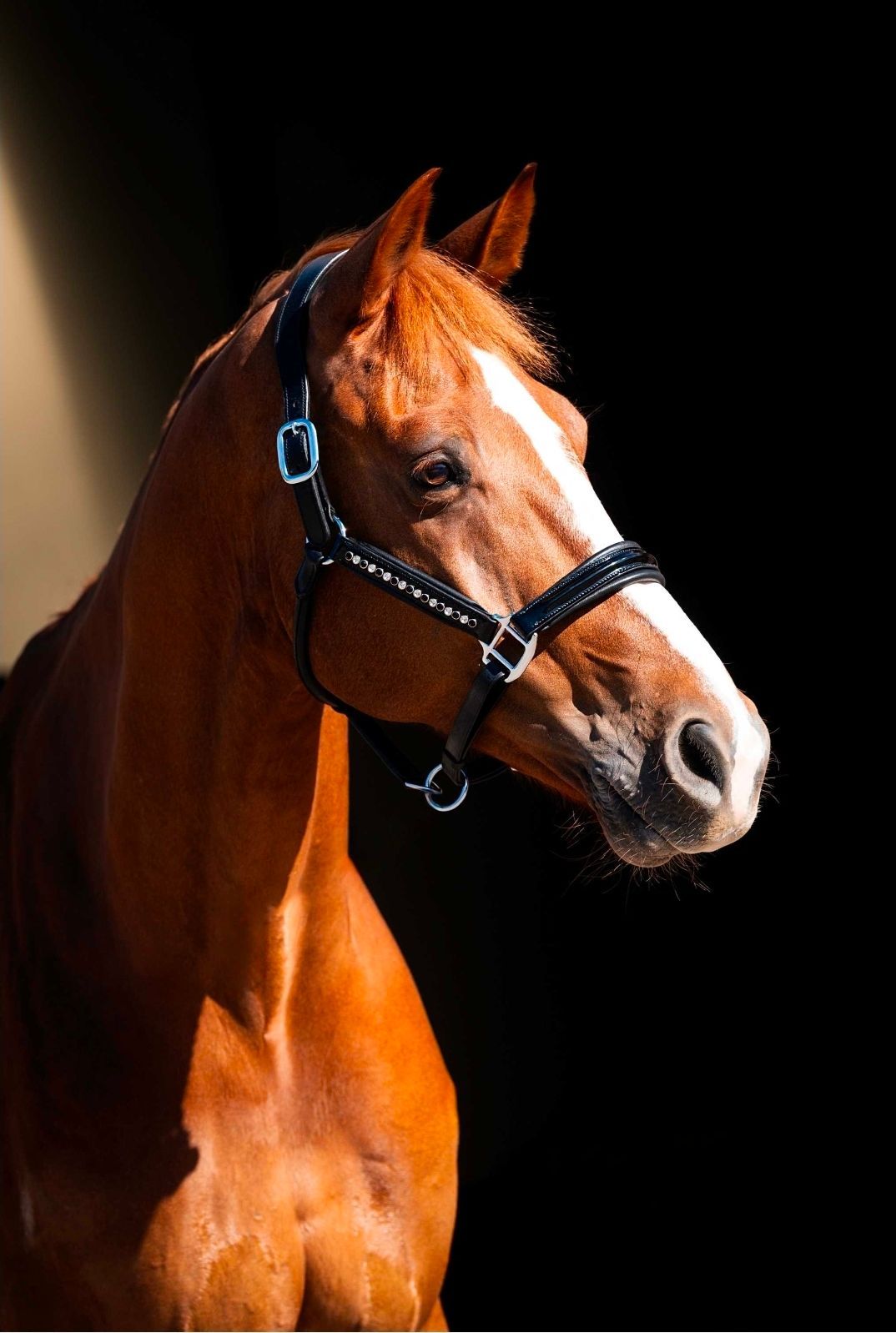 Luxe lederen halster rivet