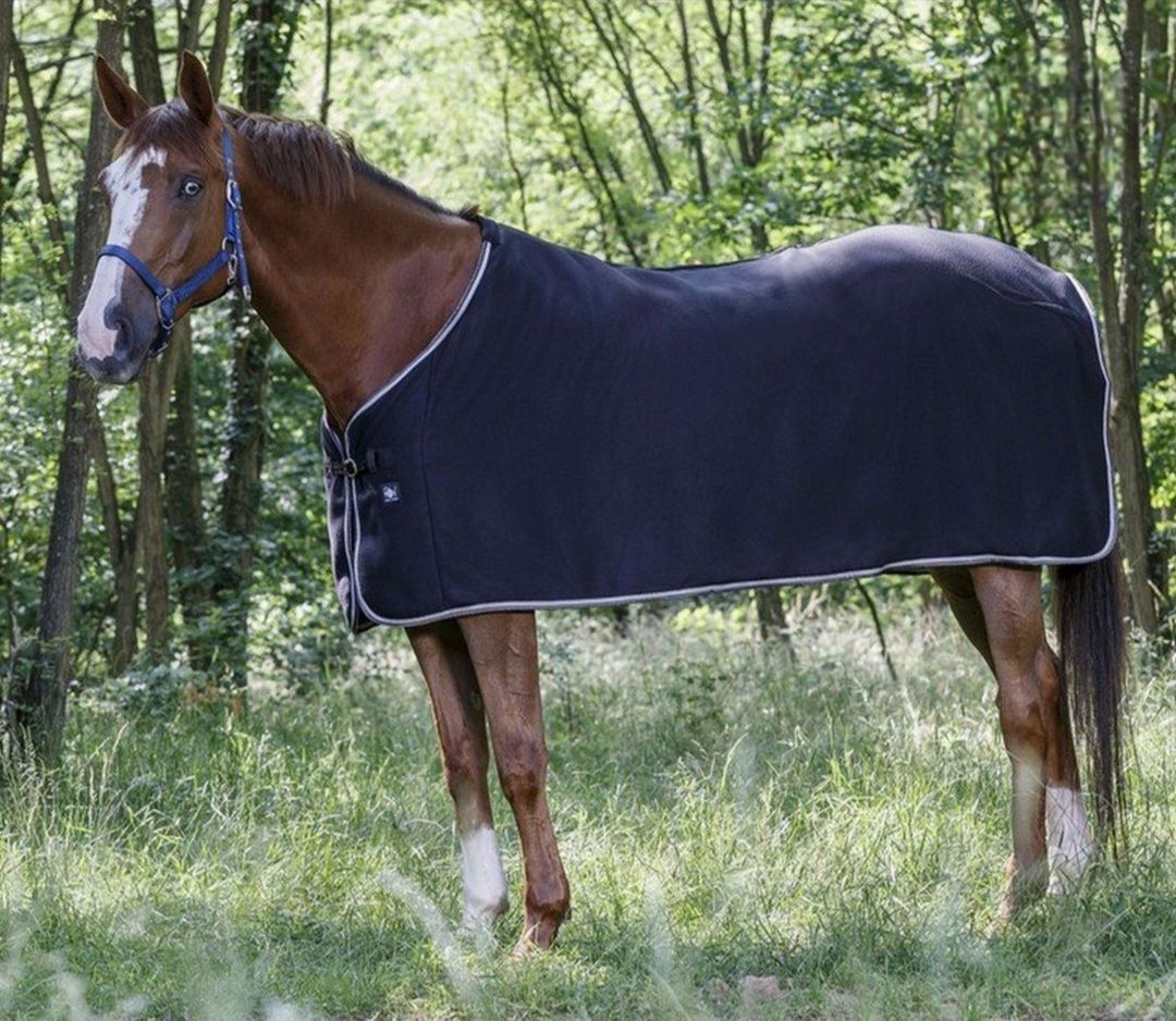 Een bruin paard met een donkerblauwe deken staat in een bosrijk gebied.