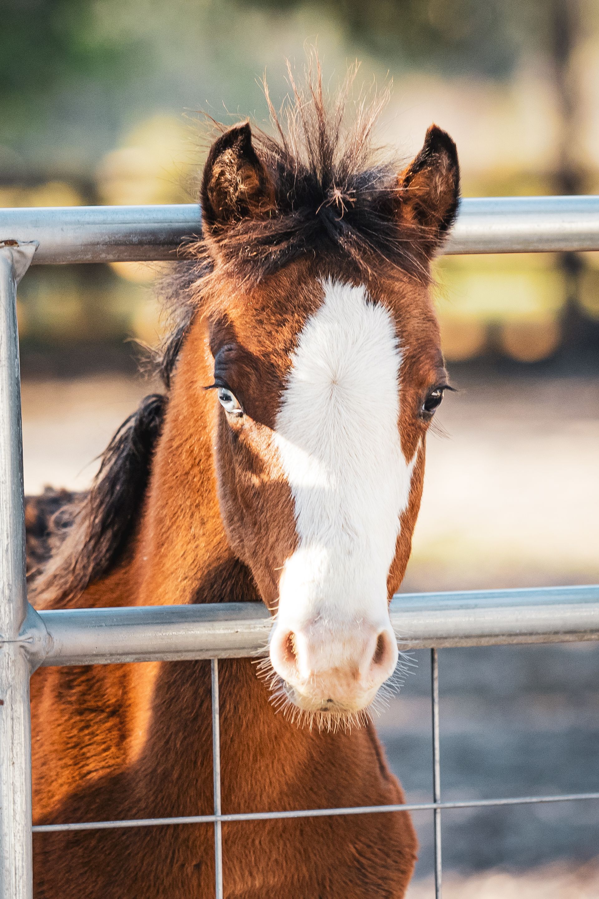 Brown and white horse with a white blaze peeking over a metal fence.