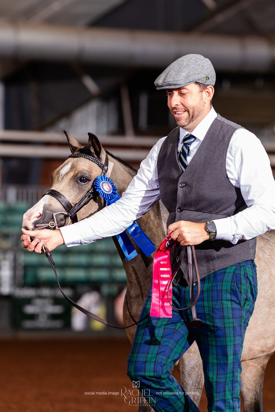 Man in tweed holding a horse with blue and pink ribbons in an indoor arena.