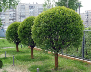 A row of round trees in a park with a building in the background.