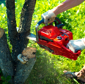 A person is cutting a tree with a chainsaw.