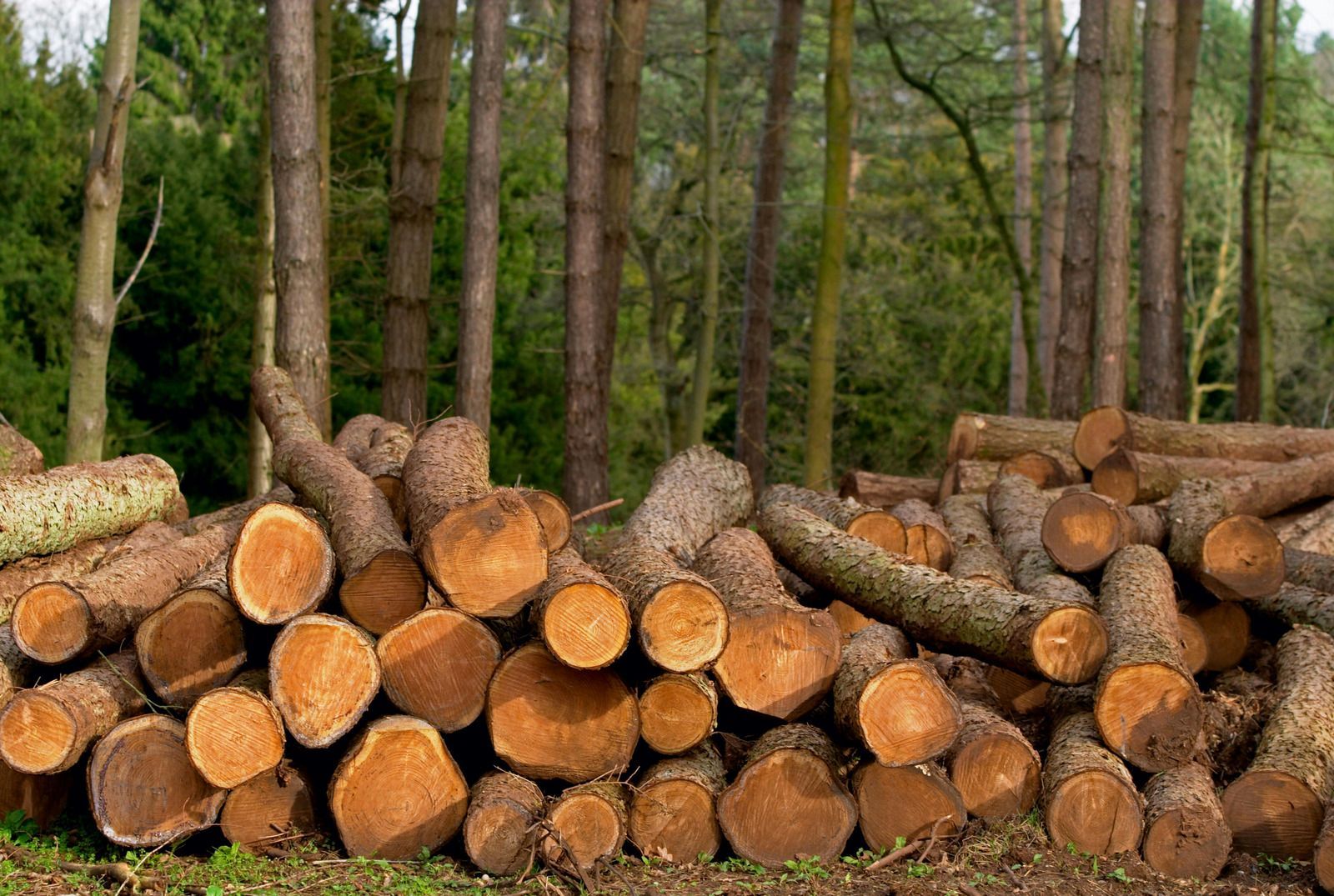 A pile of logs in the middle of a forest.