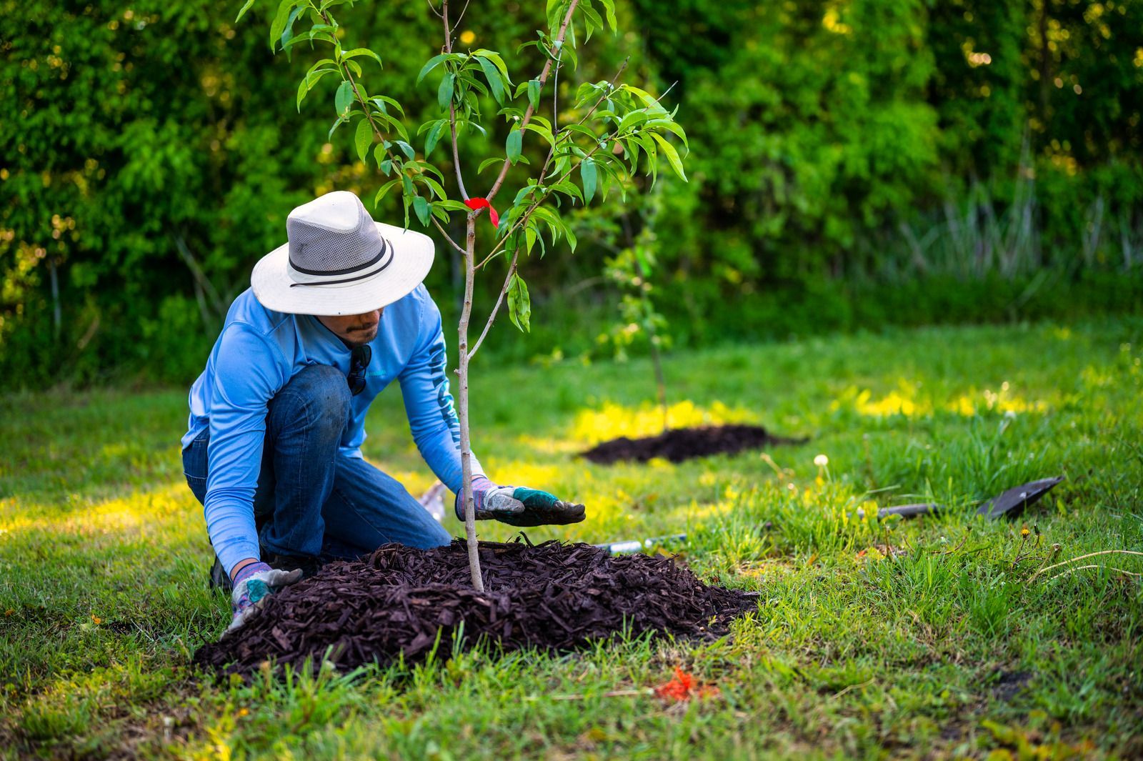 Person in blue shirt planting a young tree in a grassy field, wearing a hat.