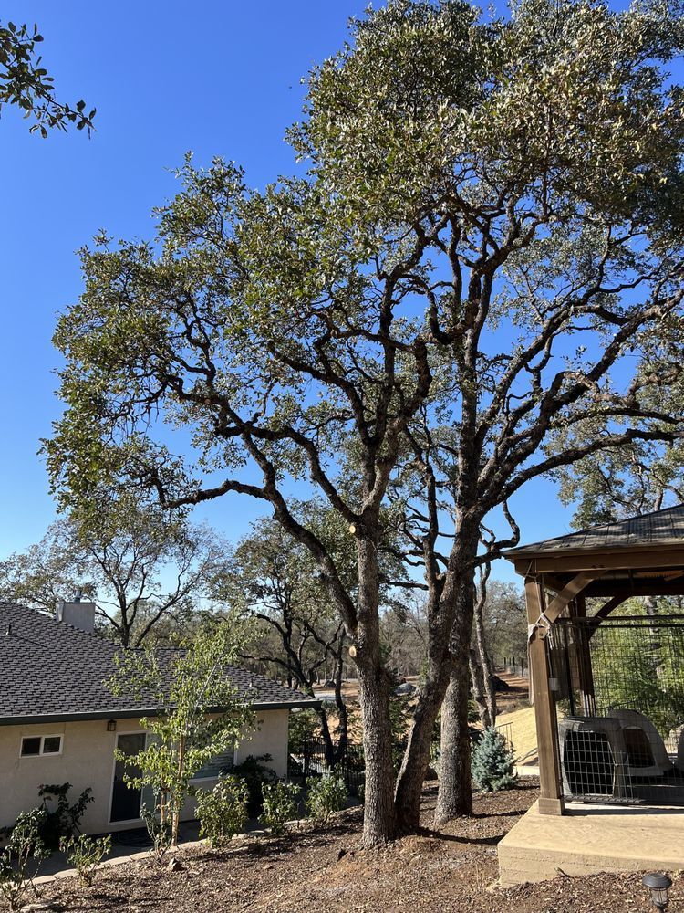 A house with a gazebo and trees in front of it