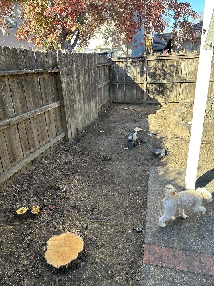 A dog is standing in a yard next to a wooden fence.