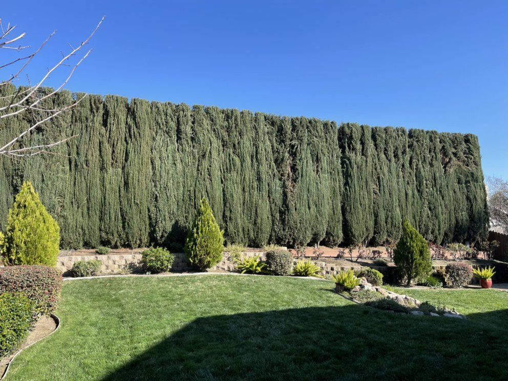 A large hedge surrounds a lush green lawn in a backyard.