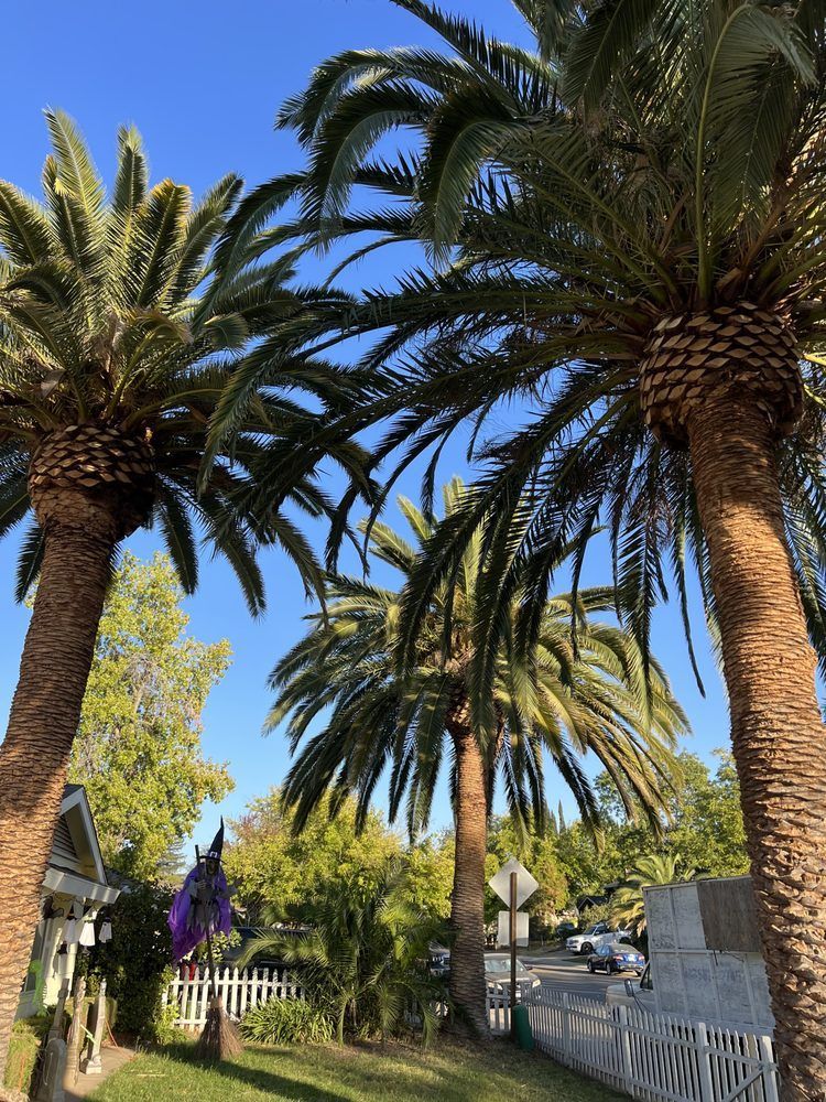 A couple of palm trees standing next to each other on a sunny day