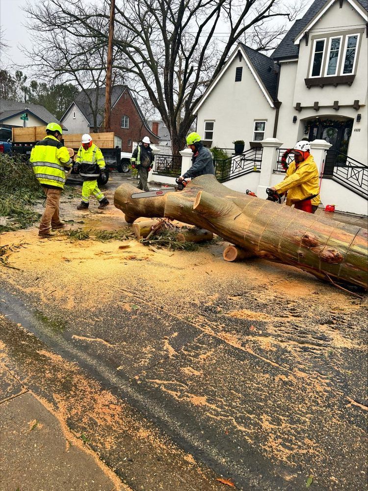 Tree Service | Sacramento and Surrounding Areas | LD Tree Care