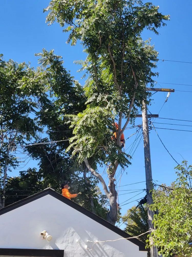 Two workers trimming a tall tree near power lines; one in the tree, one on a roof.