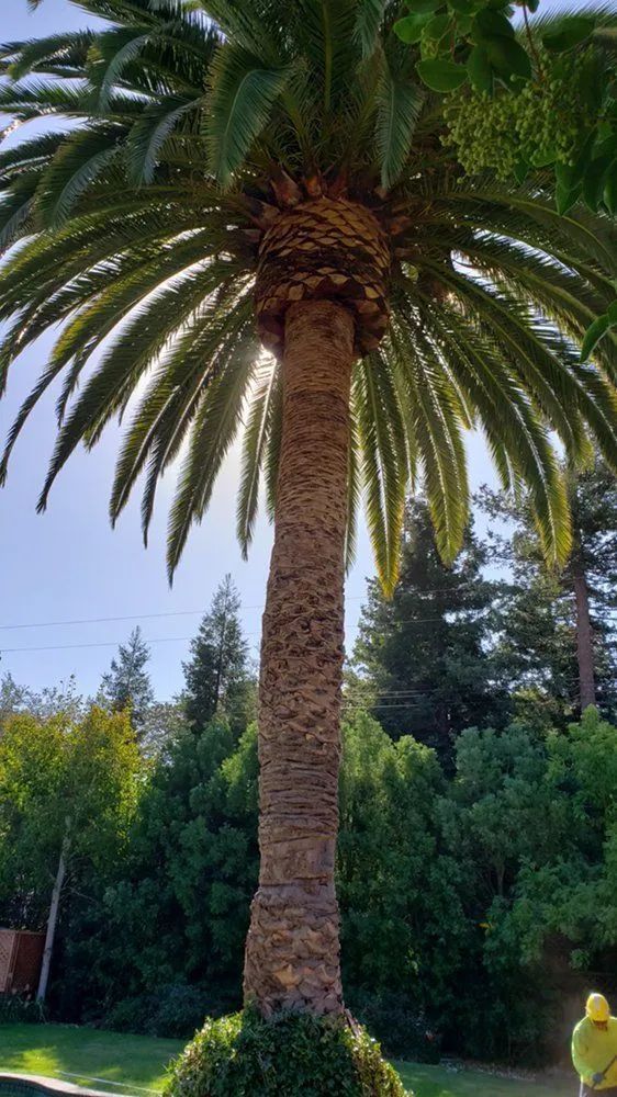 Tall palm tree with a thick, textured trunk, lush green fronds, and sun shining through.