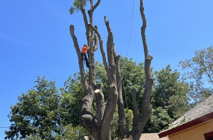 A man is climbing a tree with a chainsaw.