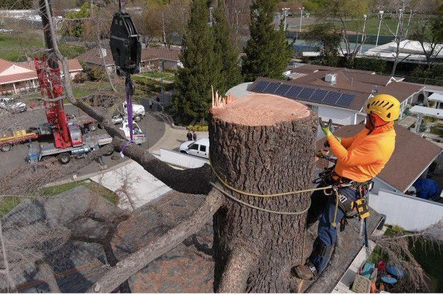A man is standing on top of a tree stump.