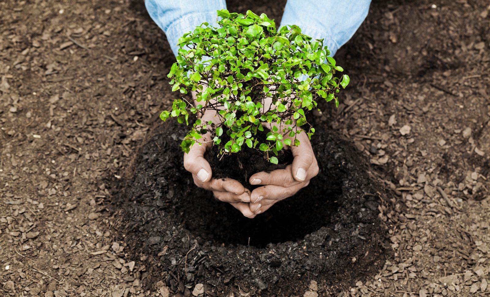 A person is holding a small plant in their hands.