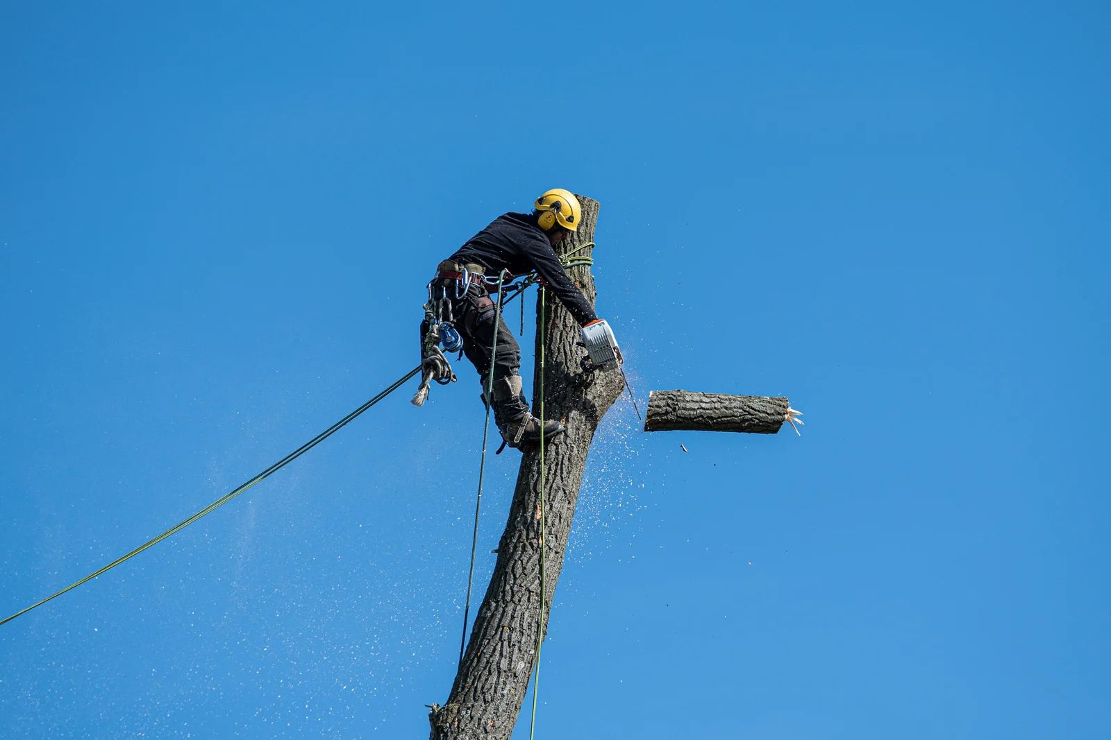 Arborist using a chainsaw to cut a tree branch against a clear blue sky, wearing safety gear.