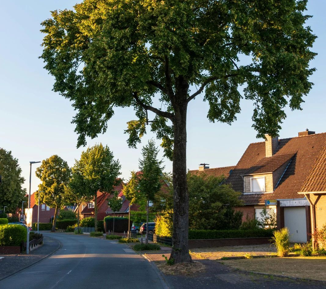 Quiet suburban street with houses, trees, and warm sunlight at dusk