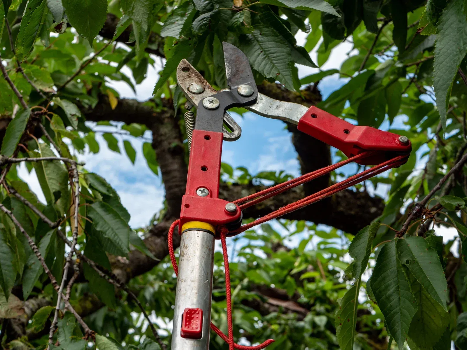 A pair of pruning shears hanging from a tree branch.