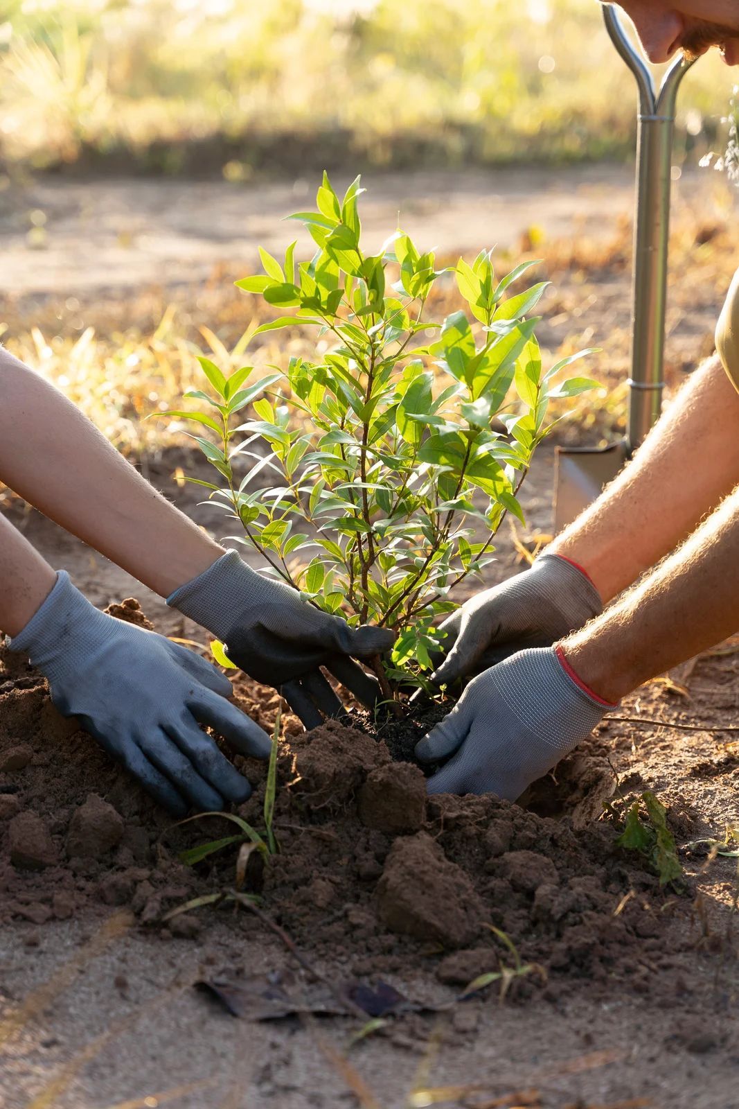 Two pairs of hands wearing grey work gloves carefully plant a small green sapling in dark soil outdoors.