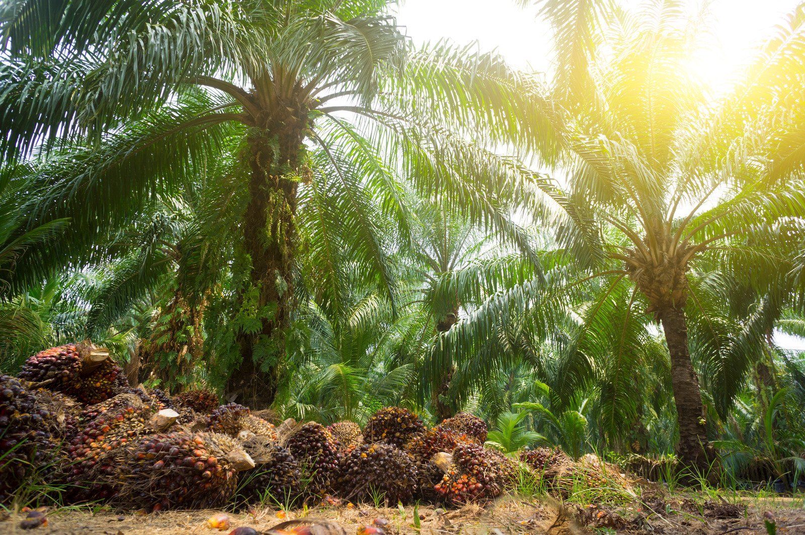 The sun is shining through the palm trees in a palm oil plantation.