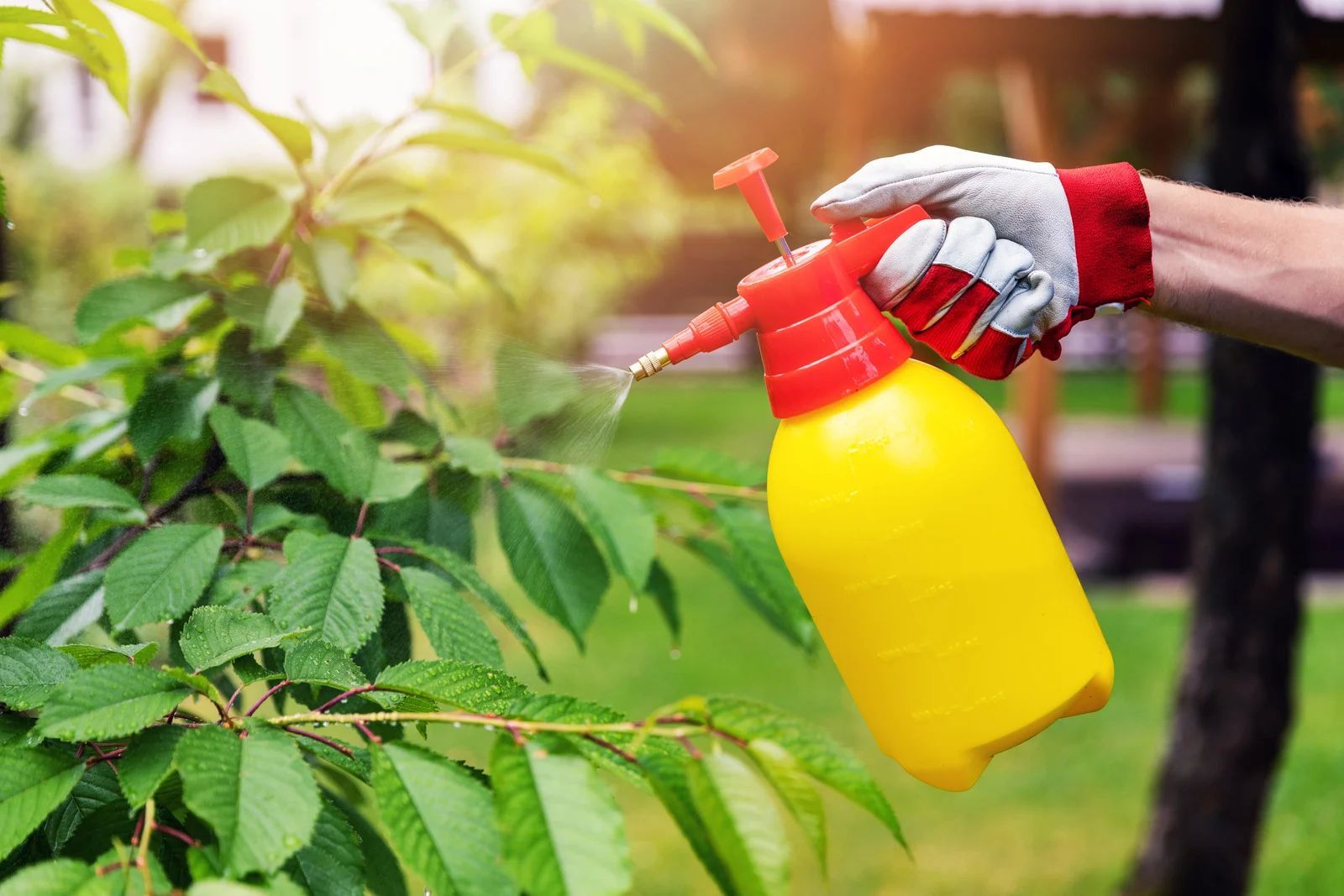 Person wearing a glove spraying plant leaves with a yellow and red sprayer outdoors.