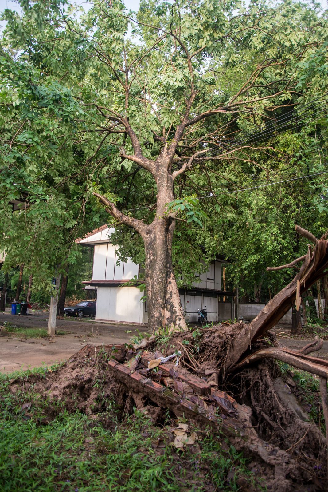 A large tree, uprooted, lies on the ground with exposed roots. A two-story white building and
othe