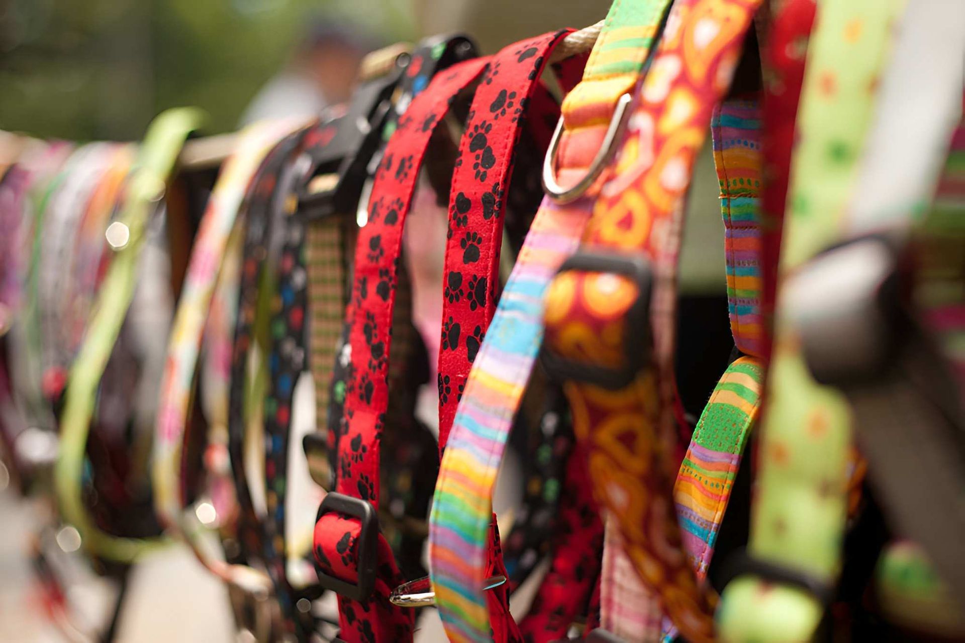 Dog Collars of Various Colors and Patterns Hanging in a Row — Pet ID Collars in Wamberal, NSW