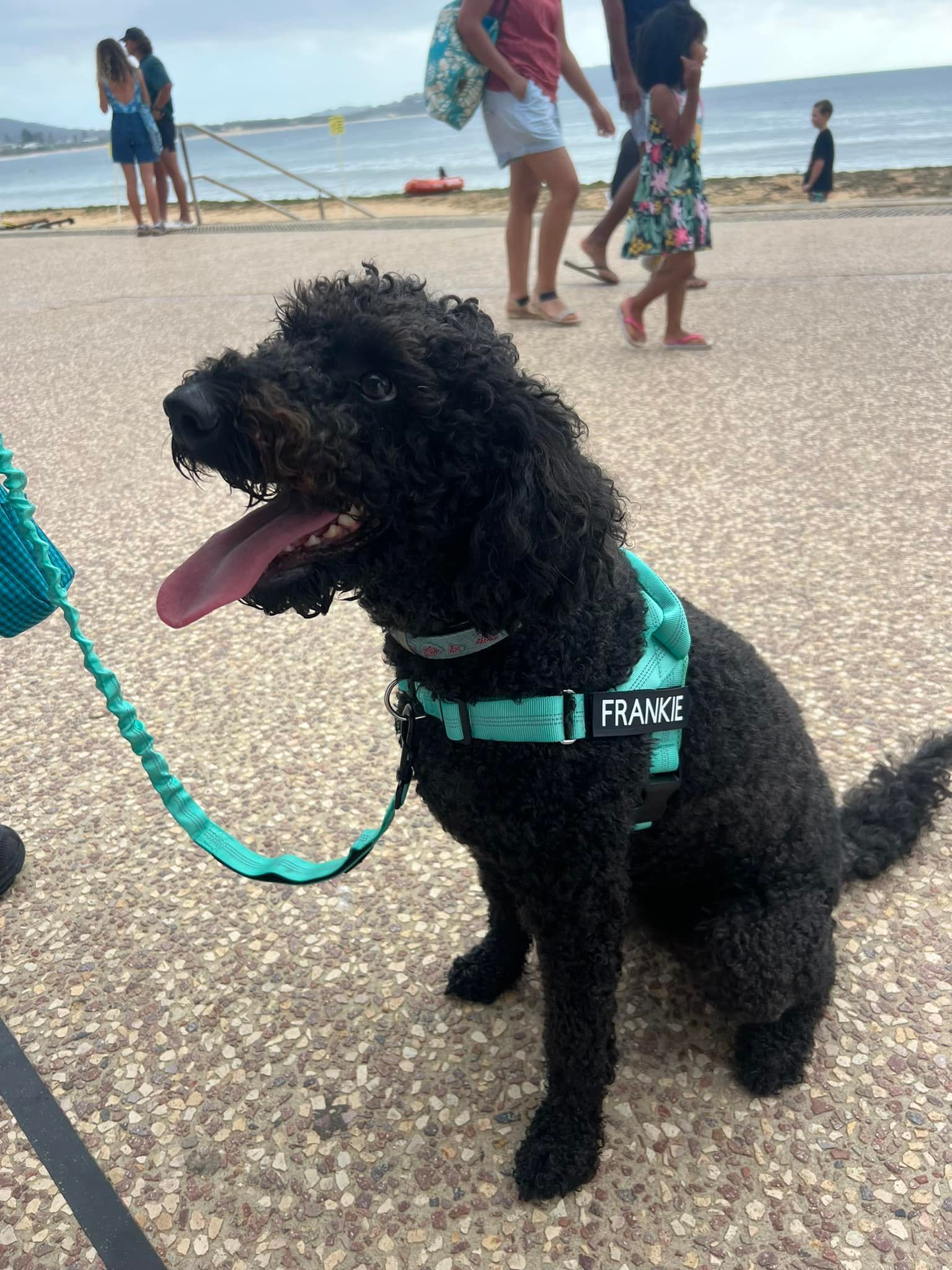 Black dog with tongue out, wearing a teal harness and leash — Pet ID Collars in Wamberal, NSW