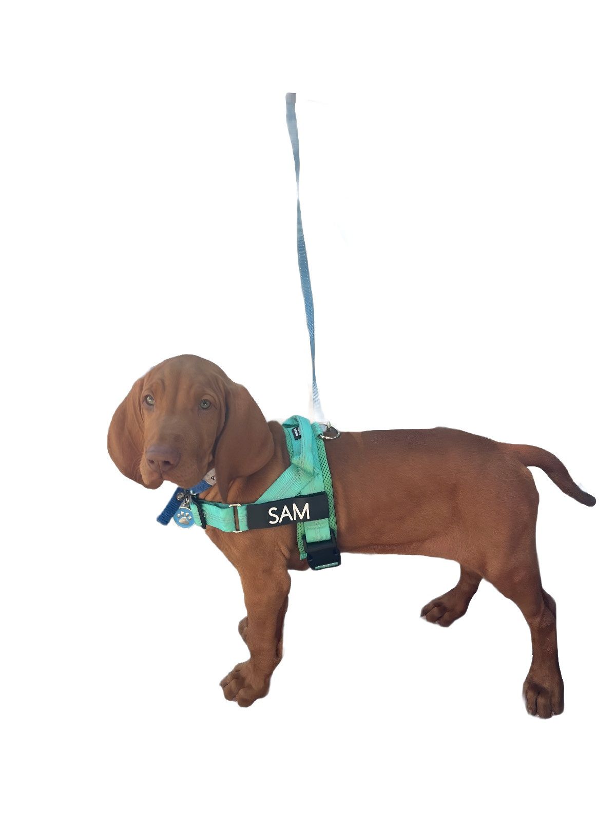 Yellow Labrador Wearing a Teal Harness — Pet ID Collars in Wamberal, NSW