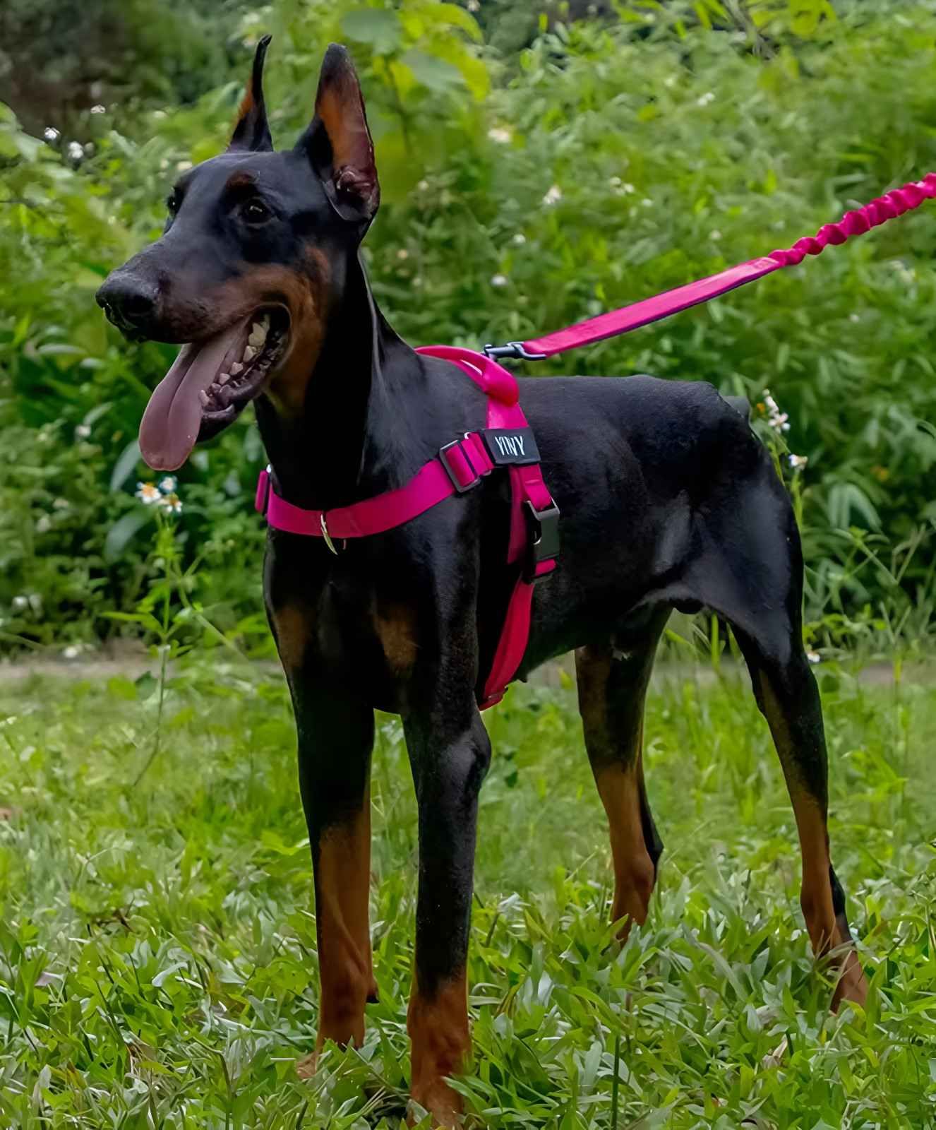 Black Doberman Pinscher in a Pink Harness and Leads — Pet ID Collars in Wamberal, NSW