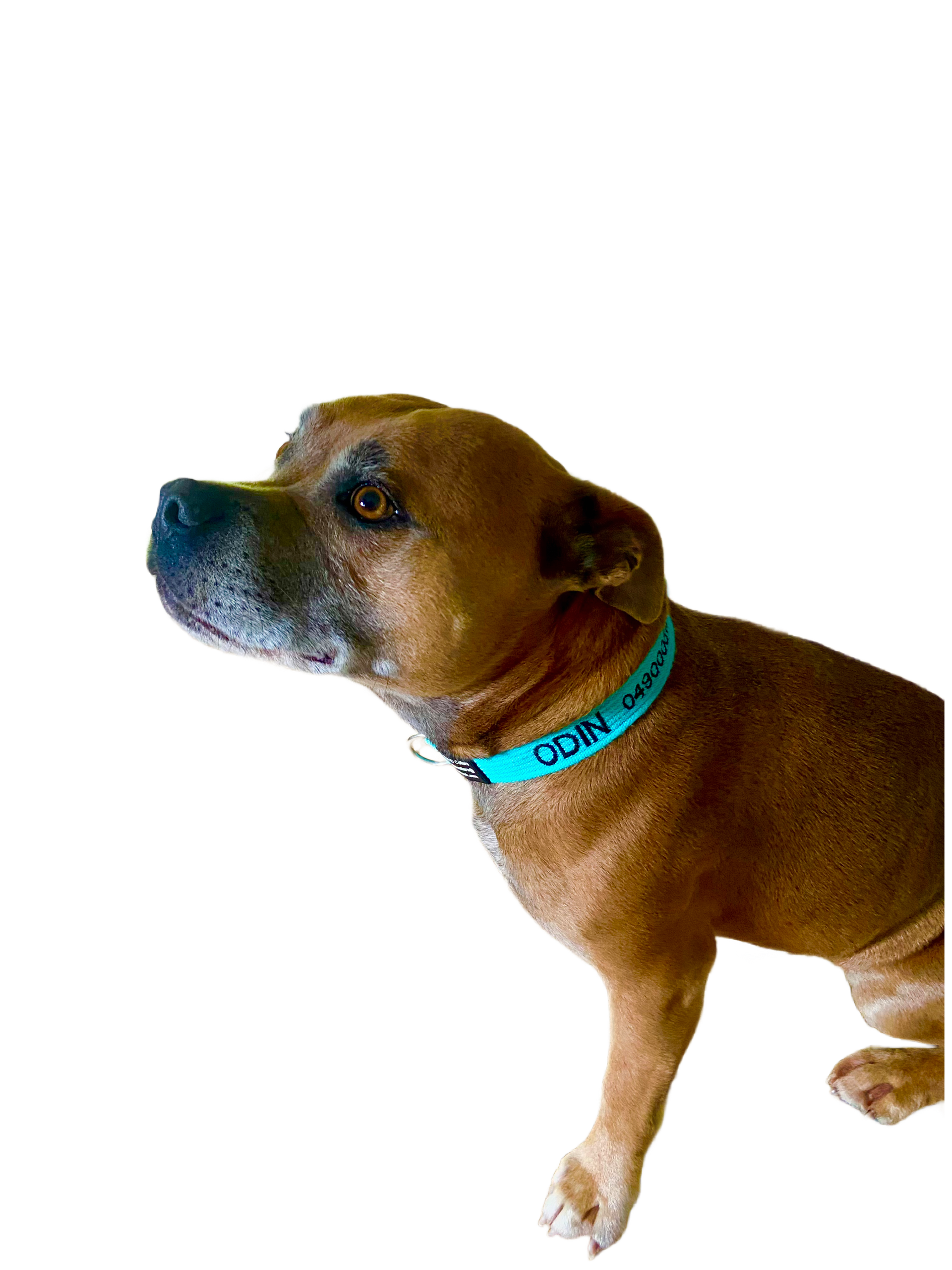 Brown Puppy Wearing a Teal Harness Labelled Sam — Pet ID Collars in Wamberal, NSW