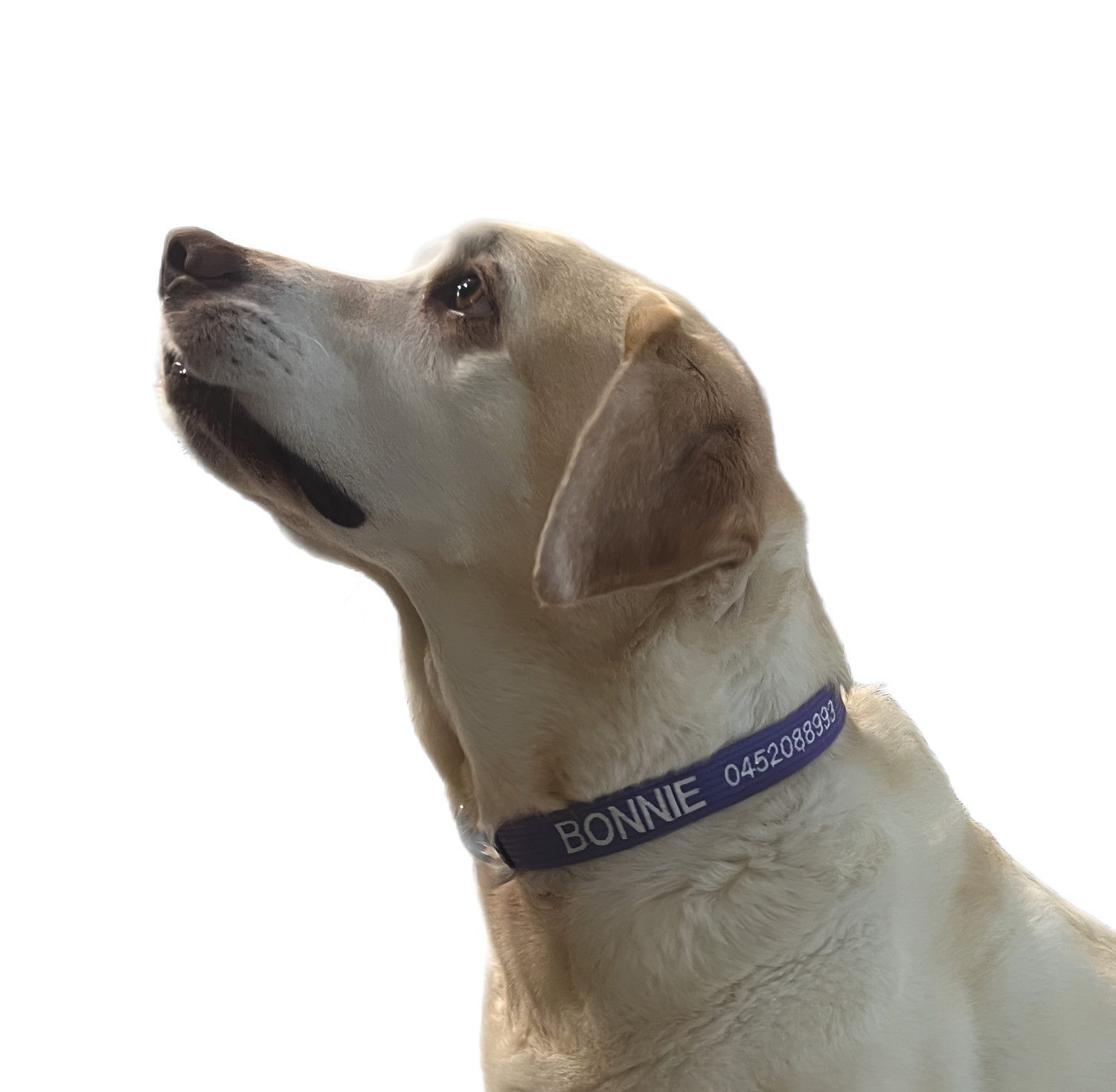 Yellow Labrador Dog, Wearing Blue Collar With Name — Pet ID Collars in Wamberal, NSW