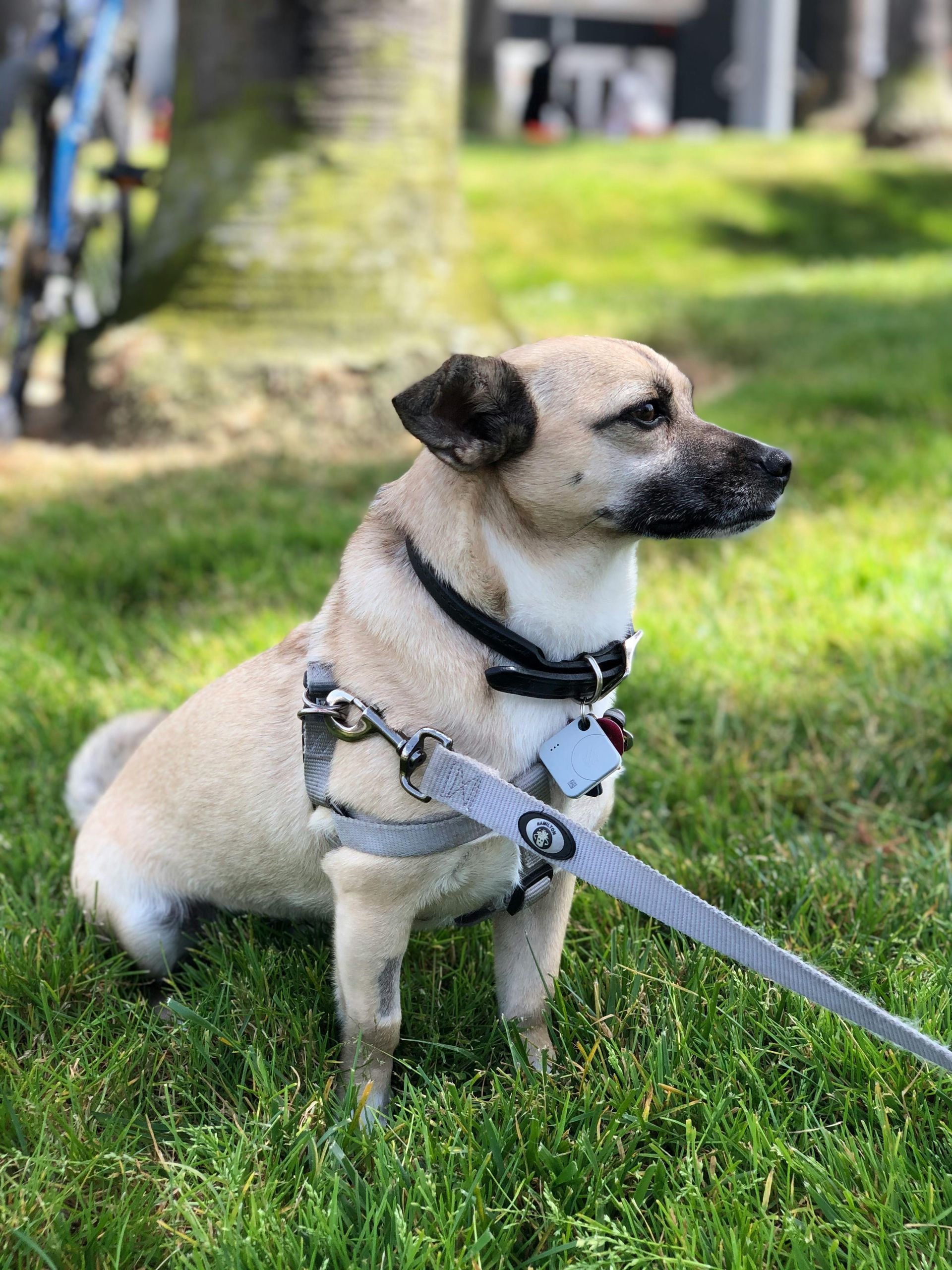 dog wearing a harness sitting on grass — Pet ID Collars in Wamberal, NSW