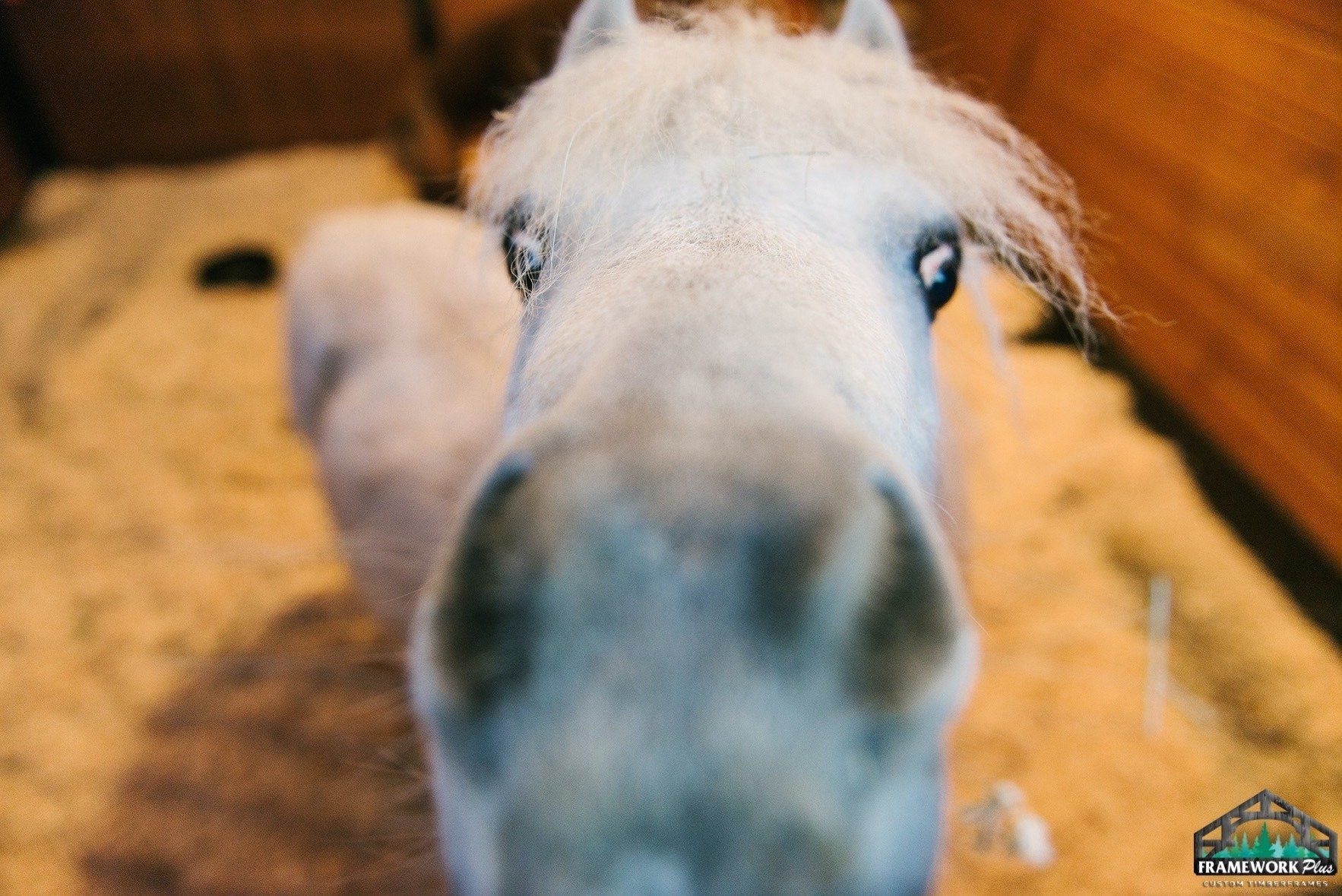 A close up of a white horse 's face looking at the camera.