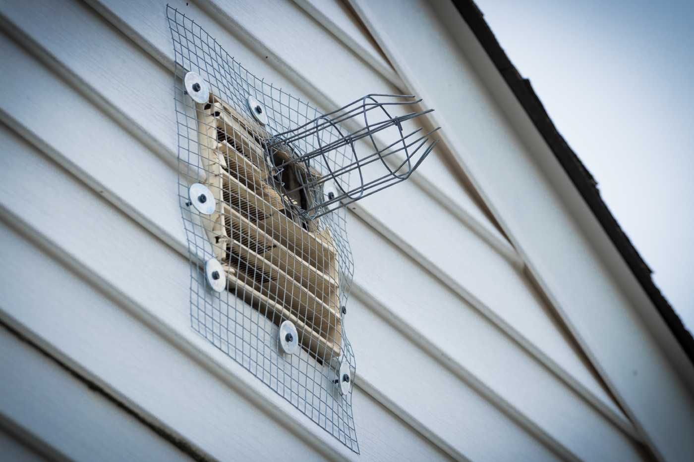 How to Remove Squirrels from the Roof