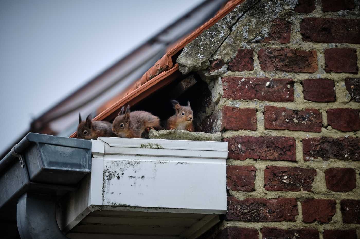 What Are the Signs of Squirrels in the Roof