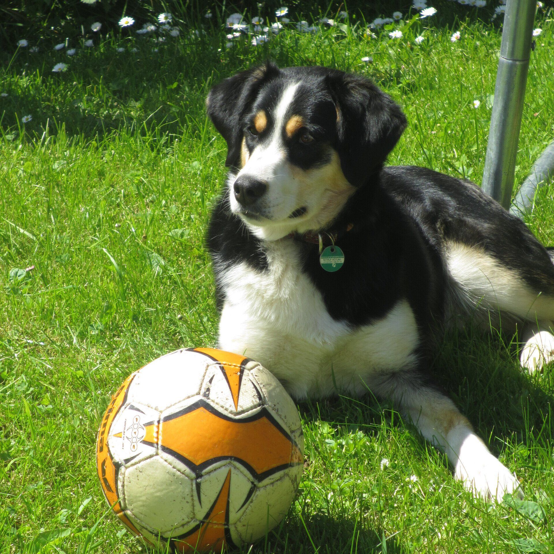 Hund mit Ball