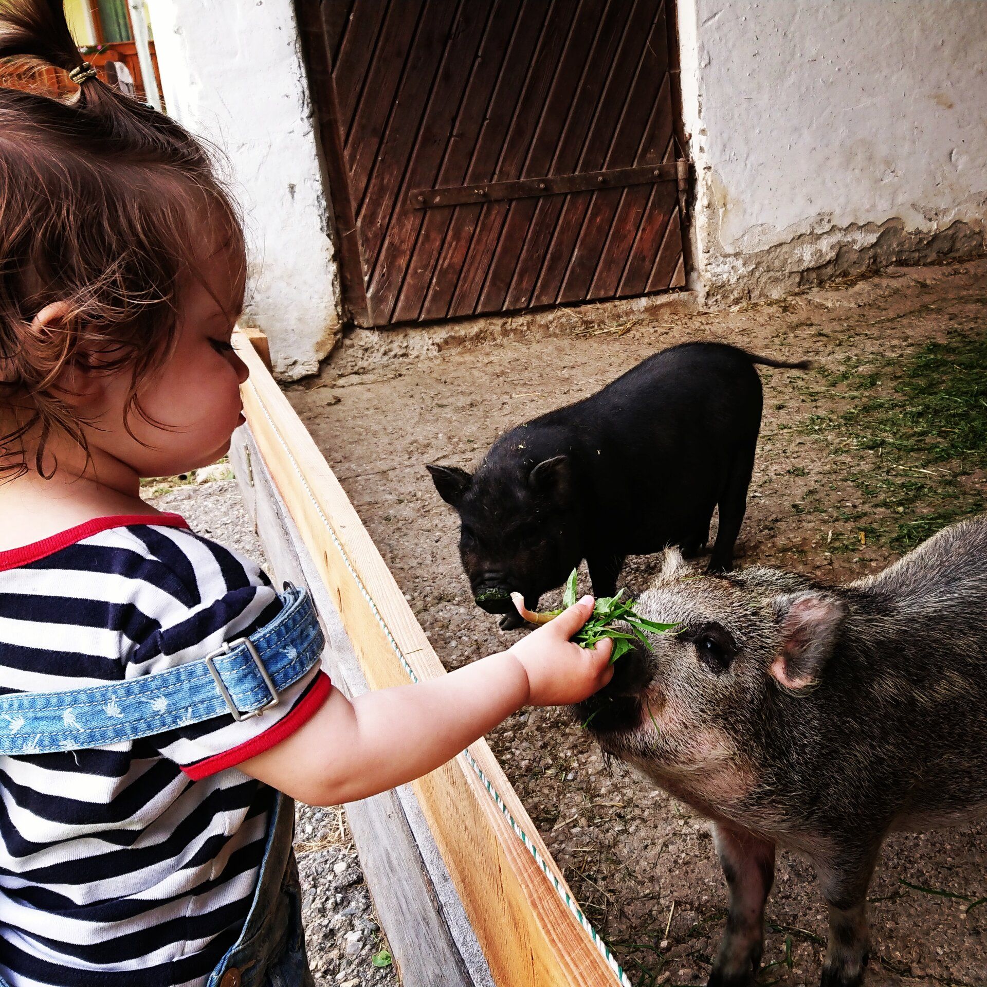 Kind füttert Schweine