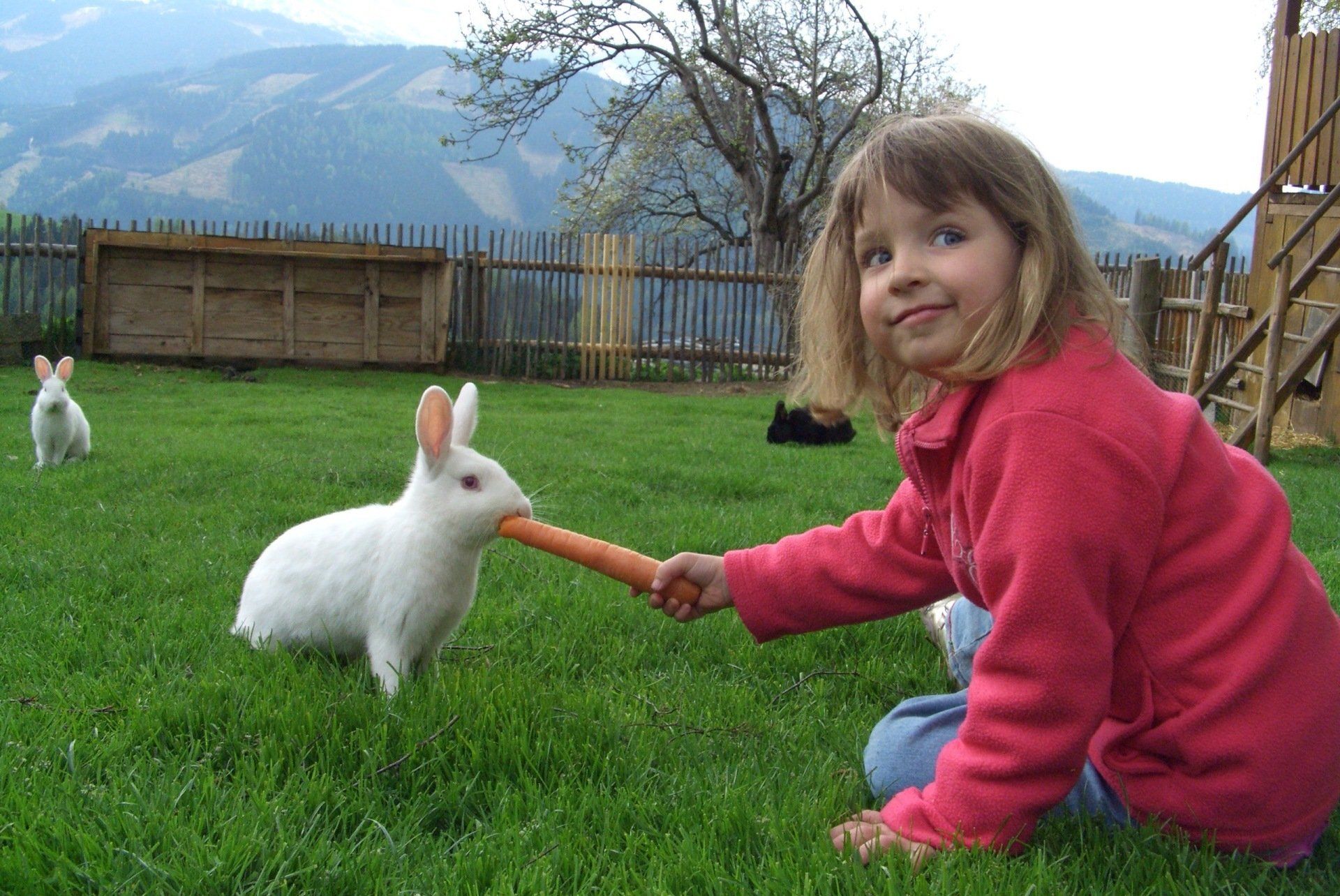 Kind füttert Kaninchen
