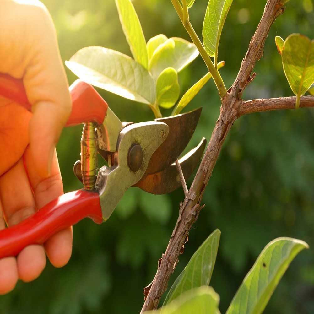 Gardener Pruning Trees — Napa, CA — Oscar's Tree Service