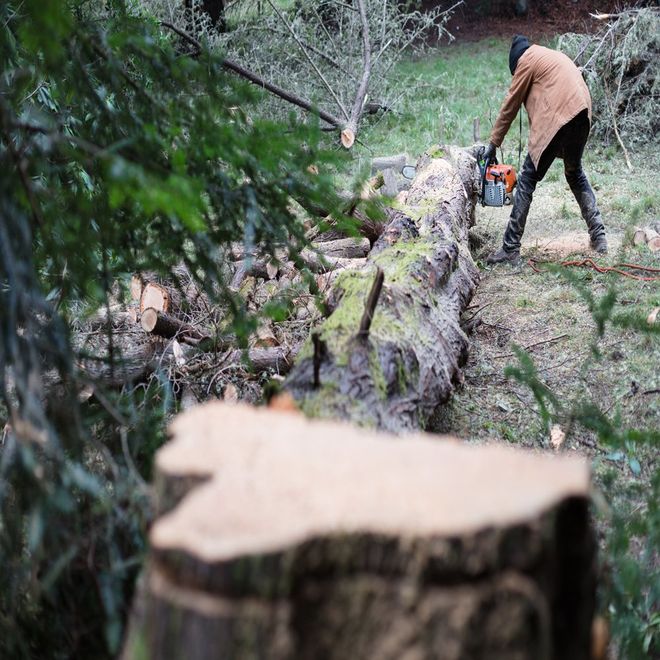 Cutting Tree — Napa, CA — Oscar's Tree Service