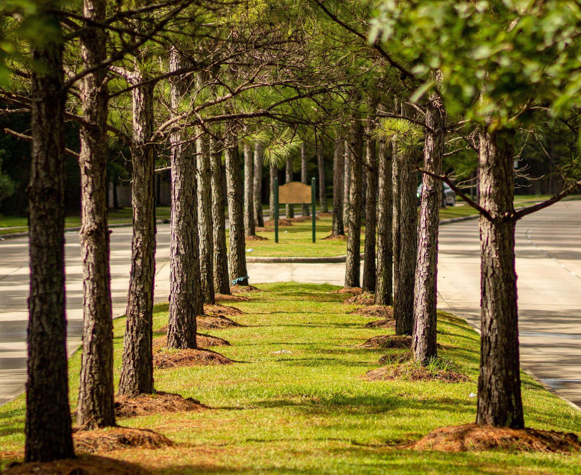 A row of trees along the side of a road