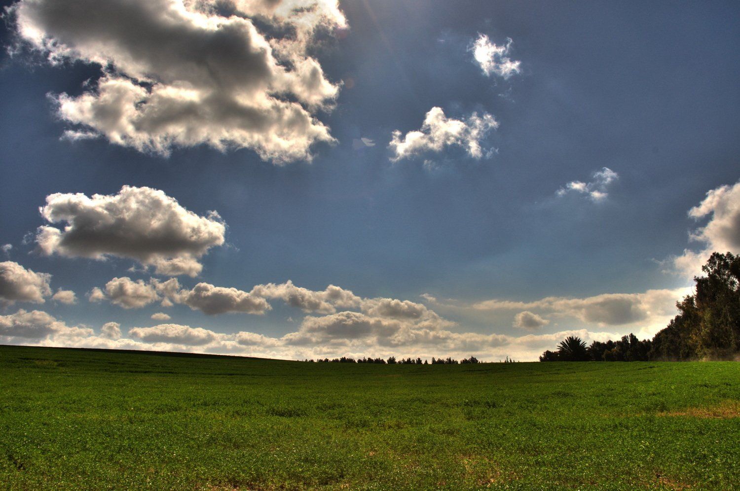 שדה ירוק תחת שמיים כחולים עם עננים לבנים נפוחים וקו עצים במרחק.