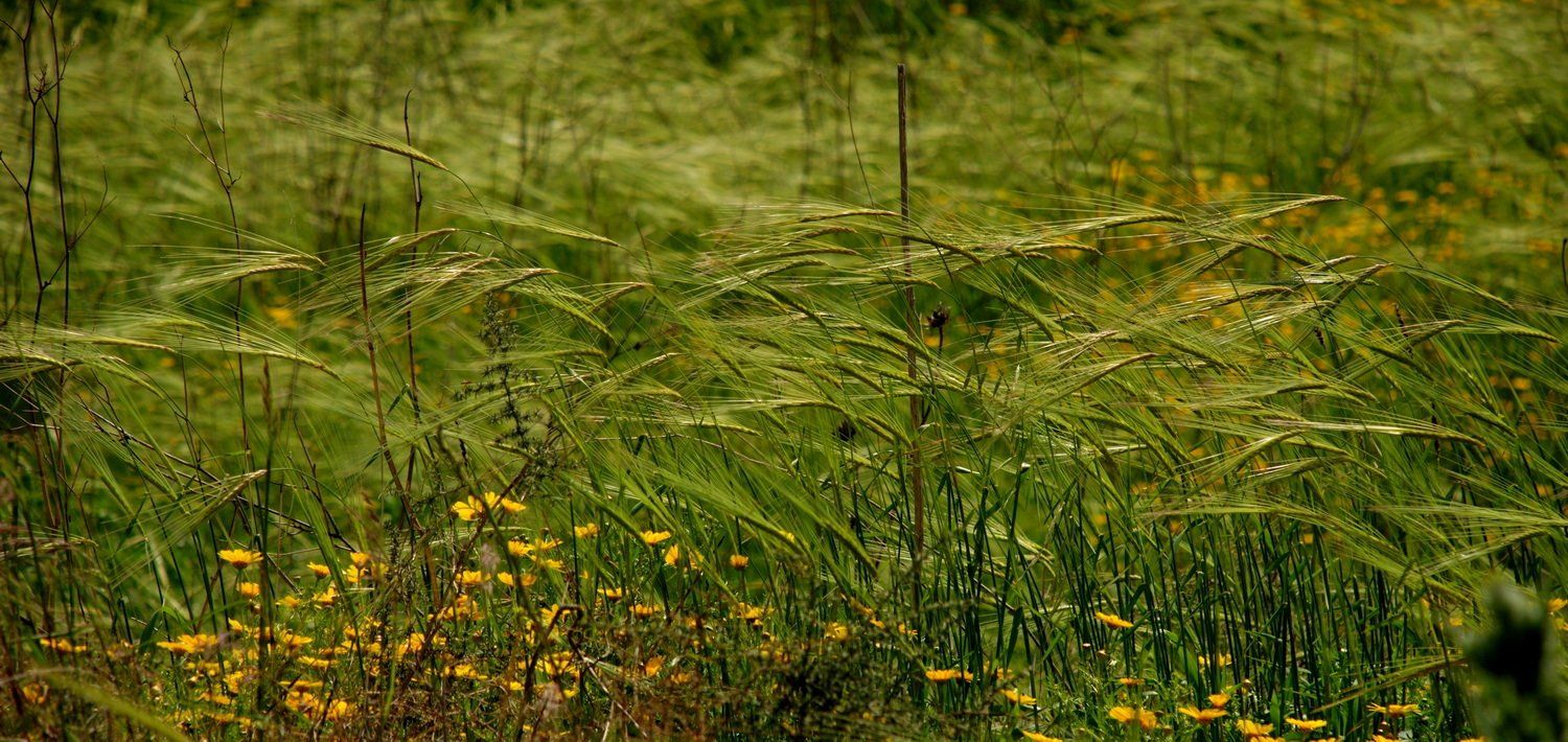 שדה ירוק עם דשא גבוה ופרחי בר צהובים.
