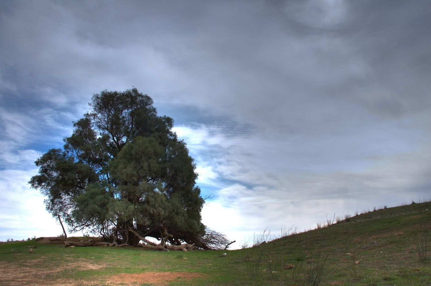 עץ גדול על גבעה מכוסה עשב על רקע שמיים מעוננים.